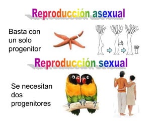 Basta con
un solo
progenitor




Se necesitan
dos
progenitores
 