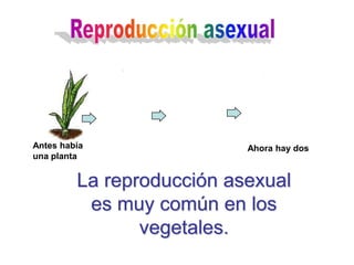 Antes había                Ahora hay dos
una planta


         La reproducción asexual
          es muy común en los
                vegetales.
 