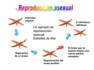 Individuo
        original
                                               2 individuos
                                               idénticos
               Un ejemplo de
               reproducción
               asexual:
               Estrellas de Mar


                                         El brazo que se
                                         separó origina una
Separación                               nueva estrella
de un brazo                              completa
                      Regeneración del
                      brazo perdido
 