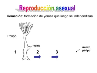 Gemación: formación de yemas que luego se independizan




Pólipo

                yema
                                               nuevo
                                               pólipo
    1             2           3
 