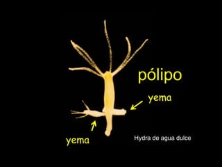 pólipo
           yema



yema   Hydra de agua dulce
 