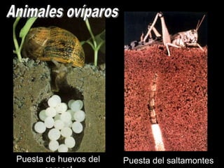 Puesta de huevos del   Puesta del saltamontes
 