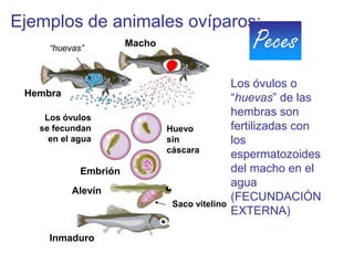 Ejemplos de animales ovíparos:
     “huevas”
                      Macho                       Peces
                                               Los óvulos o
 Hembra
                                               “huevas” de las
    Los óvulos
                                               hembras son
   se fecundan                Huevo            fertilizadas con
     en el agua               sin              los
                              cáscara
                                               espermatozoides
            Embrión                            del macho en el
                                               agua
          Alevín
                                               (FECUNDACIÓN
                               Saco vitelino
                                               EXTERNA)

     Inmaduro
 
