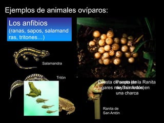 Ejemplos de animales ovíparos:
 Los anfibios
 (ranas, sapos, salamand
 ras, tritones…)



                Salamandra


                       Tritón
                                Puesta de sapo (en la Ranita
                                         Puesta de
                                lugares muySan Antón en
                                         de húmedos)
                                         una charca


                                  Ranita de
       Sapo corredor              San Antón
 