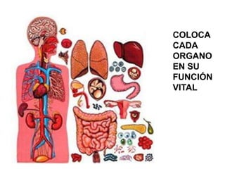 COLOCA
CADA
ORGANO
EN SU
FUNCIÓN
VITAL
 