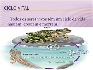 Todos os seres vivos têm um ciclo de vida:
nascem, crescem e morrem.
 