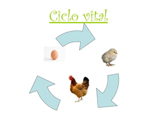 Ciclo vital