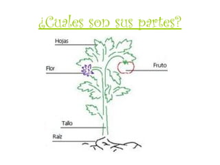 ¿Cuales son sus partes?
 