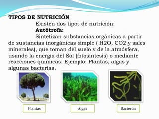 TIPOS DE NUTRICIÓN
Existen dos tipos de nutrición:
Autótrofa:
Sintetizan substancias orgánicas a partir
de sustancias inorgánicas simple ( H2O, CO2 y sales
minerales), que toman del suelo y de la atmósfera,
usando la energía del Sol (fotosíntesis) o mediante
reacciones químicas. Ejemplo: Plantas, algas y
algunas bacterias.
Plantas Algas Bacterias
 