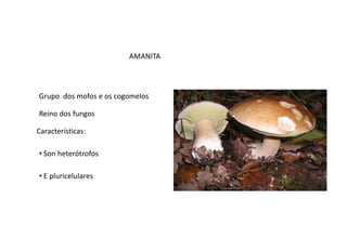 AMANITA

Grupo dos mofos e os cogomelos
Reino dos fungos
Características:
• Son heterótrofos
• E pluricelulares

 