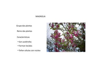 MAGNOLIA

Grupo das plantas
Reino das plantas

Características:
• Son autótrofas
• Forman tecidos
• Teñen células con núcleo

 
