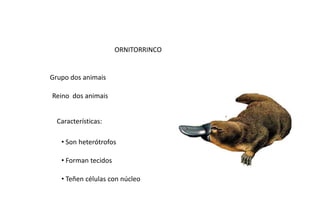 ORNITORRINCO

Grupo dos animais

Reino dos animais
Características:
• Son heterótrofos
• Forman tecidos
• Teñen células con núcleo

 