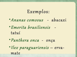 Exemplos:
•Ananas comosus - abacaxi
•Emerita brasiliensis -
tatuí
•Panthera onca - onça
•Ilex paraguariensis – erva-
mate
 