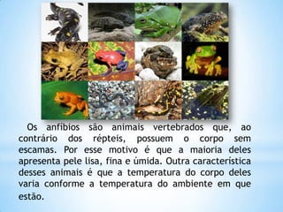 Os anfíbios são animais vertebrados que, ao
contrário dos répteis, possuem o corpo sem
escamas. Por esse motivo é que a maioria deles
apresenta pele lisa, fina e úmida. Outra característica
desses animais é que a temperatura do corpo deles
varia conforme a temperatura do ambiente em que
estão.
 