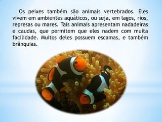 Os peixes também são animais vertebrados. Eles
vivem em ambientes aquáticos, ou seja, em lagos, rios,
represas ou mares. Tais animais apresentam nadadeiras
e caudas, que permitem que eles nadem com muita
facilidade. Muitos deles possuem escamas, e também
brânquias.
 