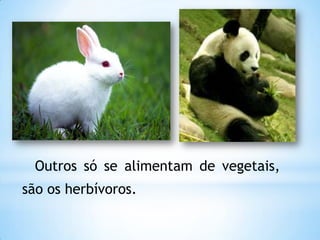 Outros só se alimentam de vegetais,
são os herbívoros.
 