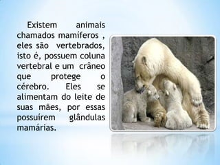 Existem animais
chamados mamíferos ,
eles são vertebrados,
isto é, possuem coluna
vertebral e um crâneo
que protege o
cérebro. Eles se
alimentam do leite de
suas mães, por essas
possuírem glândulas
mamárias.
 