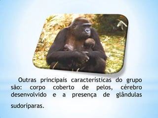 Outras principais características do grupo
são: corpo coberto de pelos, cérebro
desenvolvido e a presença de glândulas
sudoríparas.
 