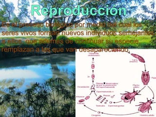 Es el proceso biológico por medio del cual los 
seres vivos forman nuevos individuos semejantes 
a ellos, que además de continuar su especie, 
remplazan a los que van desapareciendo. 
 