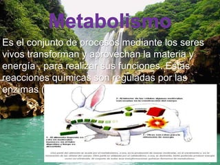 Es el conjunto de procesos mediante los seres 
vivos transforman y aprovechan la materia y 
energía , para realizar sus funciones. Estas 
reacciones químicas son reguladas por las 
enzimas ( catalizadores químicos). 
 