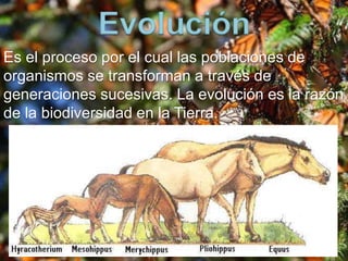 Es el proceso por el cual las poblaciones de 
organismos se transforman a través de 
generaciones sucesivas. La evolución es la razón 
de la biodiversidad en la Tierra. 
 