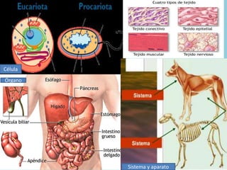 Célula 
Órgano 
Sistema y aparato 
 