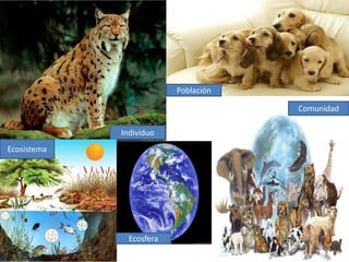Individuo 
Población 
Comunidad 
Ecosistema 
Ecosfera 
 