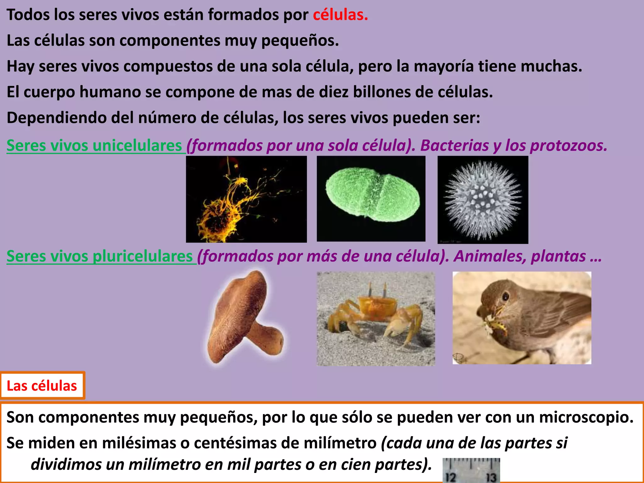 Seres vivos. organización y clasificación de los seres vivos. | PPTX