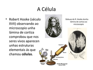 A Célula 
• Robert Hooke (século 
XVII) observando ao 
microscopio unha 
lámina de cortiza 
comprobou que nos 
seres vivos aparecen 
unhas estruturas 
elementais ás que 
chamou células. 
Debuxo de R. Hooke dunha 
lámina de cortiza ao 
microscopio 
 