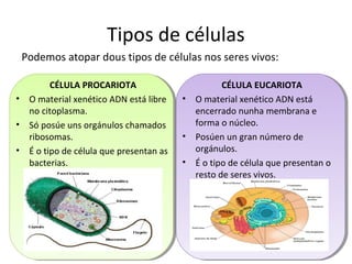 Tipos de células 
Podemos atopar dous tipos de células nos seres vivos: 
CÉLULA PROCARIOTA 
• O material xenético ADN está libre 
no citoplasma. 
• Só posúe uns orgánulos chamados 
ribosomas. 
• É o tipo de célula que presentan as 
bacterias. 
CÉLULA EUCARIOTA 
• O material xenético ADN está 
encerrado nunha membrana e 
forma o núcleo. 
• Posúen un gran número de 
orgánulos. 
• É o tipo de célula que presentan o 
resto de seres vivos. 
 