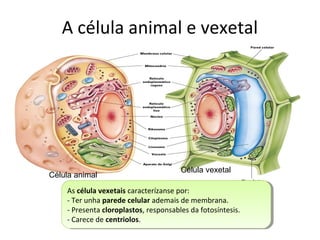 A célula animal e vexetal 
Célula animal Célula vexetal 
As célula vexetais caracterízanse por: 
- Ter unha parede celular ademais de membrana. 
- Presenta cloroplastos, responsables da fotosíntesis. 
- Carece de centriolos. 
As célula vexetais caracterízanse por: 
- Ter unha parede celular ademais de membrana. 
- Presenta cloroplastos, responsables da fotosíntesis. 
- Carece de centriolos. 
 