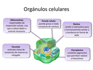 Orgánulos celulares 
Núcleo 
Núcleo 
contén a instrucións para 
o funcionamento celular e 
a herdanza en forma de 
contén a instrucións para 
o funcionamento celular e 
a herdanza en forma de 
ADN. 
ADN. 
Mitocondrias 
responsables da 
Mitocondrias 
responsables da 
respiración celular, coa 
que a célula obtén a 
enerxía necesaria. 
respiración celular, coa 
que a célula obtén a 
enerxía necesaria. 
Vacuolas 
Vacuolas 
vesículas cheas de 
vesículas cheas de 
sustancias de reserva ou 
sustancias de reserva ou 
refugallo. 
refugallo. 
Cloroplastos 
Cloroplastos 
conteñen pigmentos 
que permiten realizar 
conteñen pigmentos 
que permiten realizar 
a fotosíntese. 
a fotosíntese. 
Parede celular 
Parede celular 
parede grosa e ríxida 
composta de celulosa 
parede grosa e ríxida 
composta de celulosa 
 