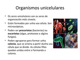 Organismos unicelulares 
• Os seres unicelulares son os seres de 
organización máis sinxela. 
• Están formados por unha soa célula. Son 
microscópicos. 
• Poden ser procariotas (bacterias) ou 
eucariotas (algas, protozoos e algúns 
fungos). 
• Poden agruparse para formar unha 
colonia, que se orixina a partir dunha soa 
célula que se divide. As células fillas 
quedan unidas entre si formando a 
colonia. 
 