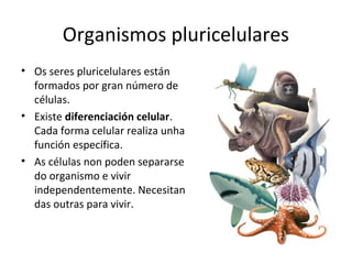 Organismos pluricelulares 
• Os seres pluricelulares están 
formados por gran número de 
células. 
• Existe diferenciación celular. 
Cada forma celular realiza unha 
función específica. 
• As células non poden separarse 
do organismo e vivir 
independentemente. Necesitan 
das outras para vivir. 
 