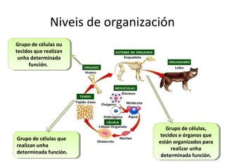 Niveis de organización 
Grupo de células ou 
tecidos que realizan 
unha determinada 
Grupo de células ou 
tecidos que realizan 
unha determinada 
función. 
función. 
Grupo de células que 
realizan unha 
determinada función. 
Grupo de células que 
realizan unha 
determinada función. 
Grupo de células, 
tecidos e órganos que 
están organizados para 
Grupo de células, 
tecidos e órganos que 
están organizados para 
realizar unha 
realizar unha 
determinada función. 
determinada función. 
 