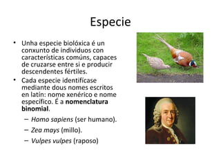 Especie 
• Unha especie biolóxica é un 
conxunto de individuos con 
características comúns, capaces 
de cruzarse entre si e producir 
descendentes fértiles. 
• Cada especie identifícase 
mediante dous nomes escritos 
en latín: nome xenérico e nome 
específico. É a nomenclatura 
binomial. 
– Homo sapiens (ser humano). 
– Zea mays (millo). 
– Vulpes vulpes (raposo) 
 