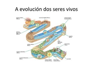 A evolución dos seres vivos 
 