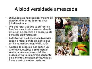 A biodiversidade ameazada 
• O mundo está habitado por millóns de 
especies diferentes de seres vivos 
(biodiversidade). 
• Uns dos retos aos que se enfronta a 
Biosfera na actualidade é a acelerada 
extinción de especies e a consecuente 
perda de biodiversidade. 
• A destrución da diversidade biolóxica 
supón o maior perigo ambiental que 
está ameazando á nosa civilización. 
• A perda de especies, non só ten un 
valor ético, estético e sentimental, 
senón tamén económico. Moitas 
especies vexetais e animais son fonte 
de alimentos, medicamentos, téxtiles, 
fibras e outros moitos produtos. 
