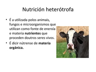 Nutrición heterótrofa 
• É a utilizada polos animais, 
fungos e microorganismos que 
utilizan como fonte de enerxía 
e materia nutrientes que 
proceden doutros seres vivos. 
• É dicir nútrense de materia 
orgánica. 
 