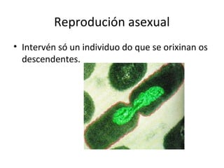 Reprodución asexual 
• Intervén só un individuo do que se orixinan os 
descendentes. 
 