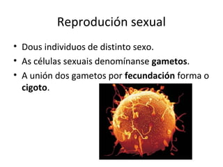 Reprodución sexual 
• Dous individuos de distinto sexo. 
• As células sexuais denomínanse gametos. 
• A unión dos gametos por fecundación forma o 
cigoto. 
 