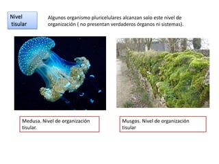 Nivel
tisular
Algunos organismo pluricelulares alcanzan solo este nivel de
organización ( no presentan verdaderos órganos ni sistemas).
Medusa. Nivel de organización
tisular.
Musgos. Nivel de organización
tisular
 