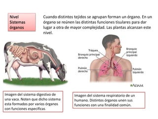 Nivel
Sistemas
órganos
Cuando distintos tejidos se agrupan forman un órgano. En un
órgano se reúnen las distintas funciones tisulares para dar
lugar a otra de mayor complejidad. Las plantas alcanzan este
nivel.
Imagen del sistema digestivo de
una vaca. Noten que dicho sistema
esta formados por varios órganos
con funciones especificas
Imagen del sistema respiratorio de un
humano. Distintos órganos unen sus
funciones con una finalidad común.
 