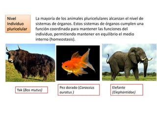 Nivel
Individuo
pluricelular
La mayoría de los animales pluricelulares alcanzan el nivel de
sistemas de órganos. Estos sistemas de órganos cumplen una
función coordinada para mantener las funciones del
individuo, permitiendo mantener en equilibrio el medio
interno (homeostasis).
Yak (Bos mutus)
Pez dorado (Carassius
auratus )
Elefante
(Elephantidae)
 