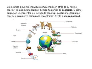 Si ubicamos a nuestro individuo conviviendo con otros de su misma
especie, en una misma región y tiempo hablamos de población. Si dicha
población se encuentra interactuando con otras poblaciones (distintas
especies) en un área común nos encontramos frente a una comunidad .
 