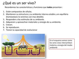 1. Están compuestos de células.
2. Mantienen su estructura y su ambiente interno estable y en equilibrio
(homeostasis lo veremos con mas detalle).
3. Responden a los estímulos de su ambiente.
4. Adquieren y aprovechan materiales y energía de su ambiente.
5. Crecen.
6. Se reproducen.
7. Tienen la capacidad de evolucionar
¿Qué es un ser vivo?
Recordemos las características y funciones que todos presentan :
En el esquema vemos como
los seres vivos intercambian
materia y energía del medio
ambiente
 
