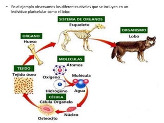 • En el ejemplo observamos los diferentes niveles que se incluyen en un
individuo pluricelular como el lobo:
 