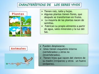  Tienen raíz, tallo y hojas.
 Algunas plantas tienen flores, que
después se transforman en frutos.
 La mayoría de las plantas nacen de
semillas.
 Fabrican su propio alimento a partir
de agua, sales minerales y la luz del
Sol.
 Pueden desplazarse.
 Unos tienen esqueleto interno
(vertebrados) y otros no
(invertebrados).
 Tienen hijos que nacen del vientre de
su madre (vivíparos) y otros un huevo
(ovíparos).
 