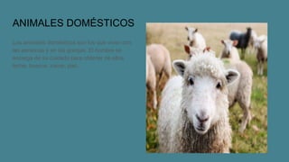 ANIMALES DOMÉSTICOS
Los animales domésticos son los que viven con
las personas y en las granjas. El hombre se
encarga de su cuidado para obtener de ellos
leche, huevos, carne, piel...
 