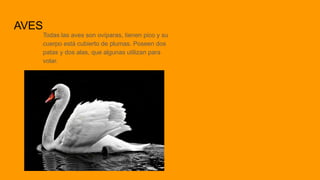 AVES
Todas las aves son ovíparas, tienen pico y su
cuerpo está cubierto de plumas. Poseen dos
patas y dos alas, que algunas utilizan para
volar.
 